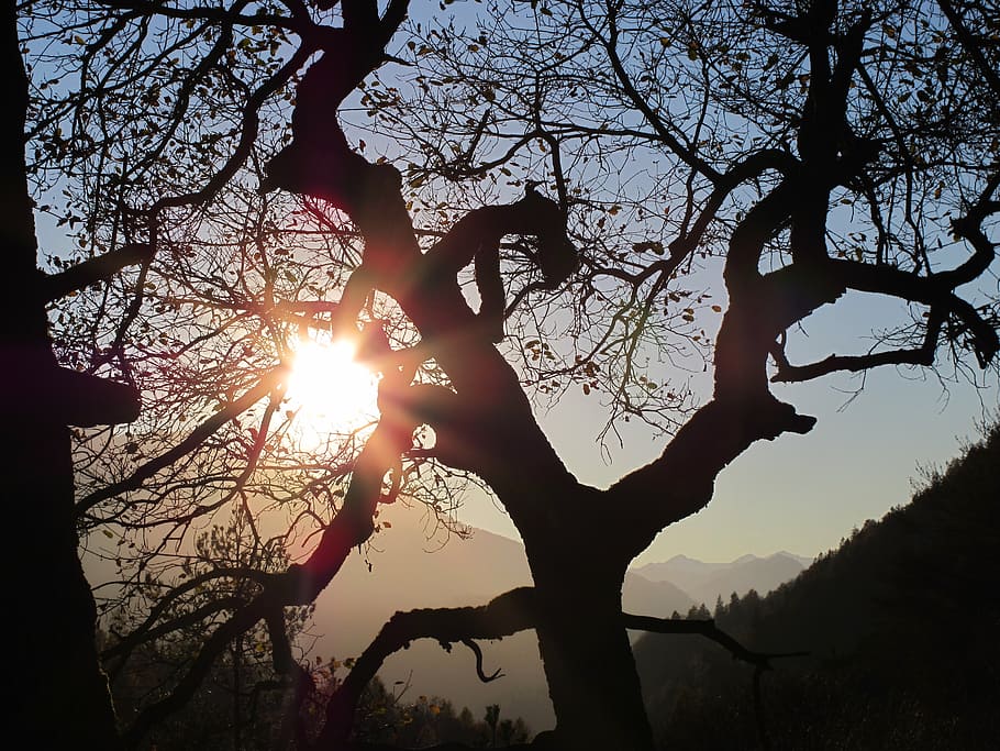contrast, back light, landscape, nature, tree, blue, sunset HD wallpaper