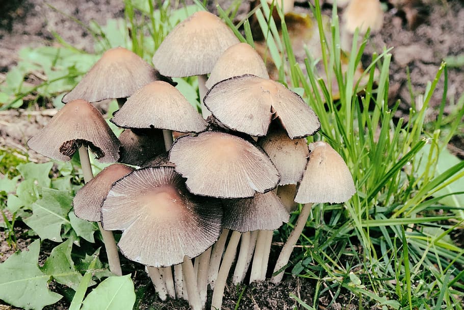 mushrooms, forest, nature, forest floor, moist, fungus, vegetable HD wallpaper
