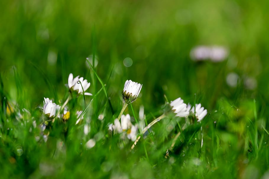 selective focus photography of white flowers, daisy, bellis HD wallpaper