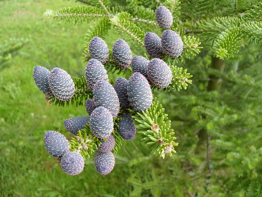 macro, cones, pine, plant, growth, nature, beauty in nature HD wallpaper