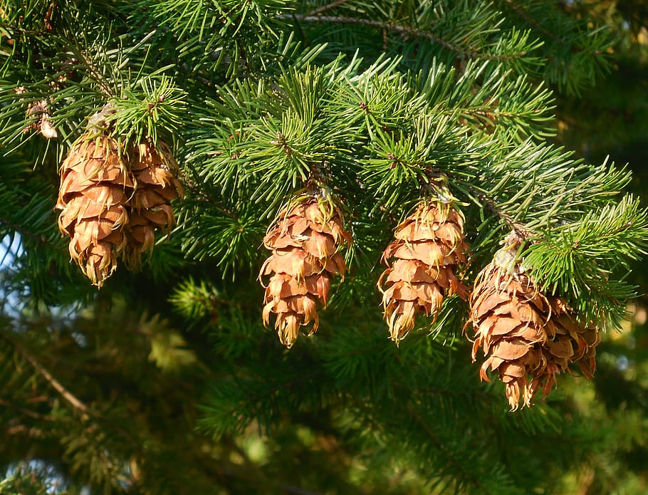 tree, cones, conifer, branch, plant, pine cone, green color HD wallpaper