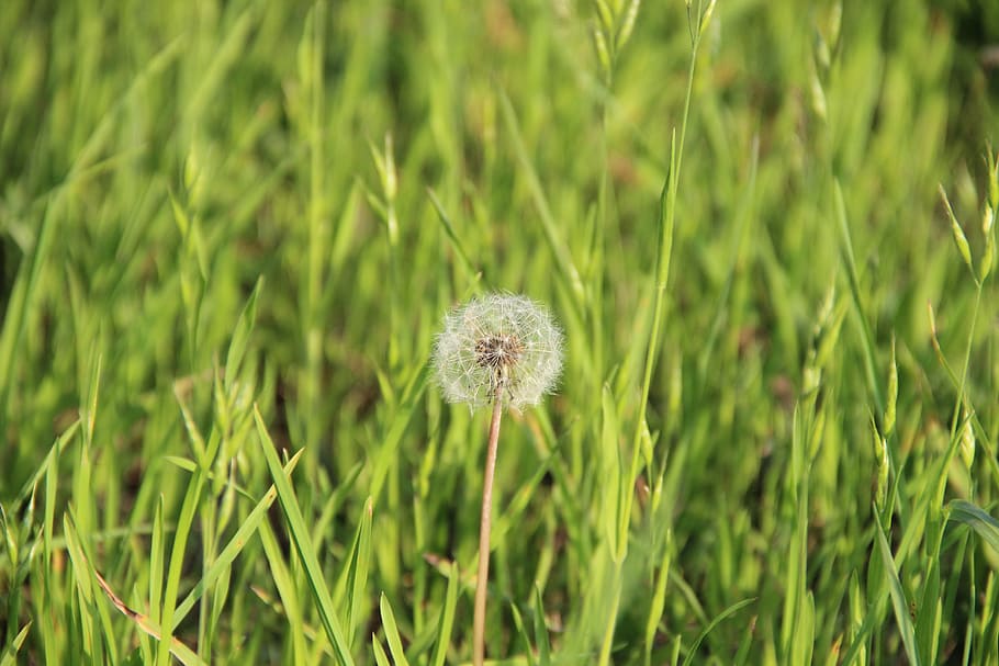 Dandelion, Nature, Close, growth, flower, grass, plant, delicate HD wallpaper