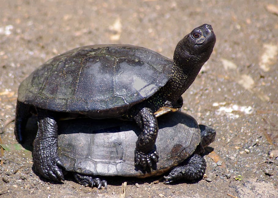 animals, turtles, panzer, duo, ride, animal themes, reptile HD wallpaper