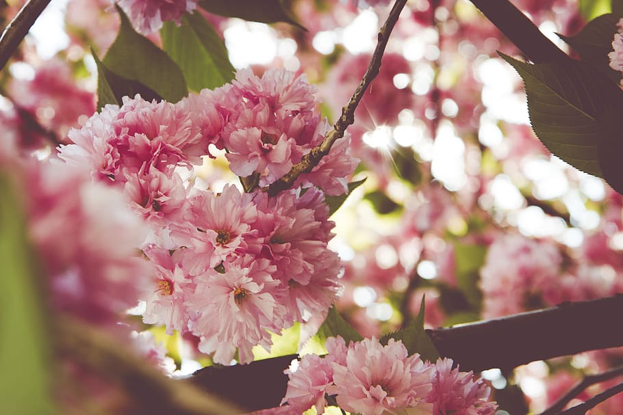 cherry, tree, spring, nature, flowers, flowering, pink, sun HD wallpaper
