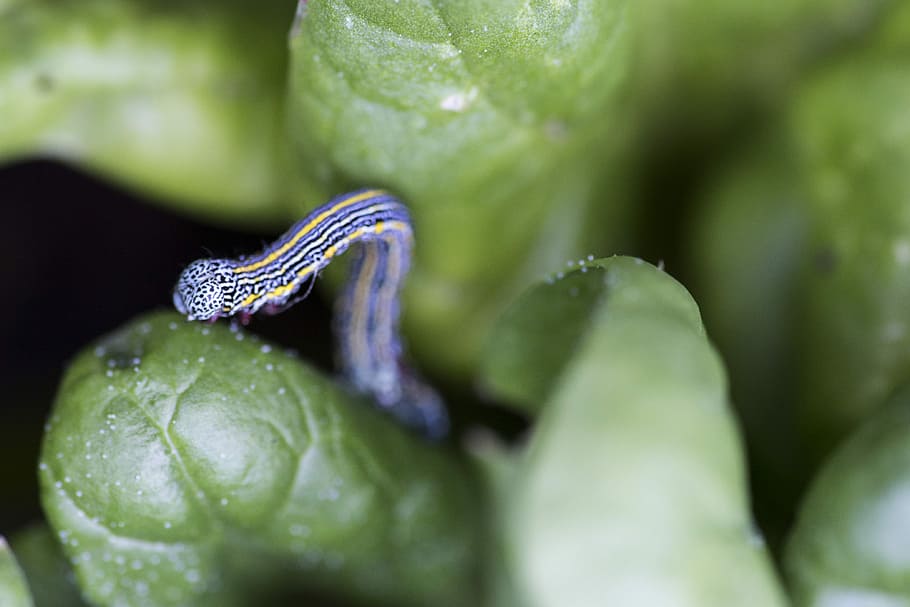 Caterpillar, Insect, Leaves, Leaf, Macro, bug, creature, wildlife HD wallpaper