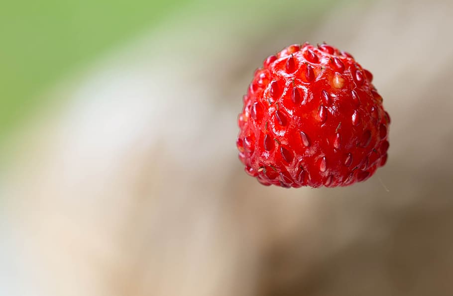 small wild strawberry, berries, fruit, red, plant, fruits, food HD wallpaper