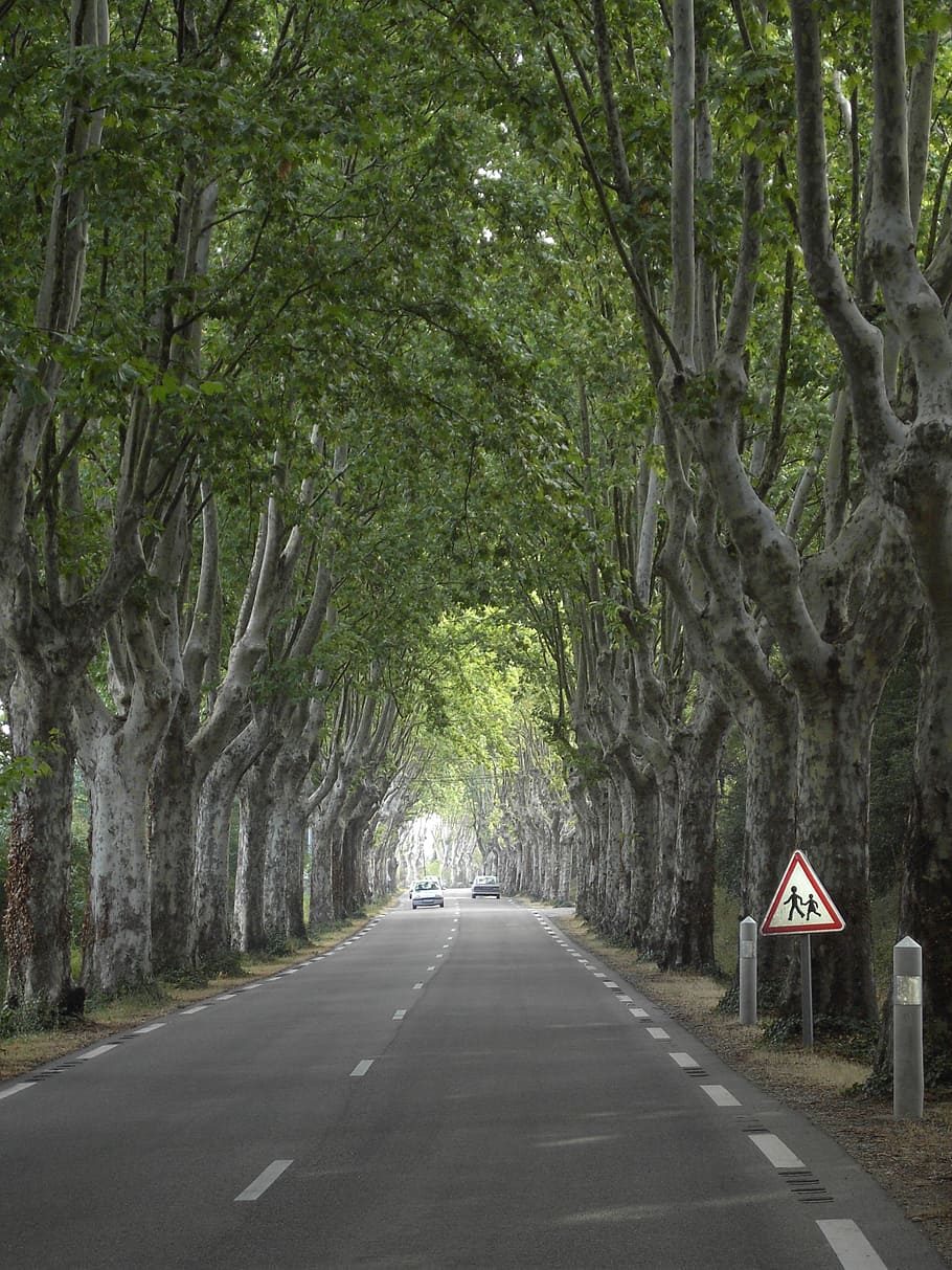 plane trees, avenue, wood, nature, road, plant, sign, the way forward HD wallpaper