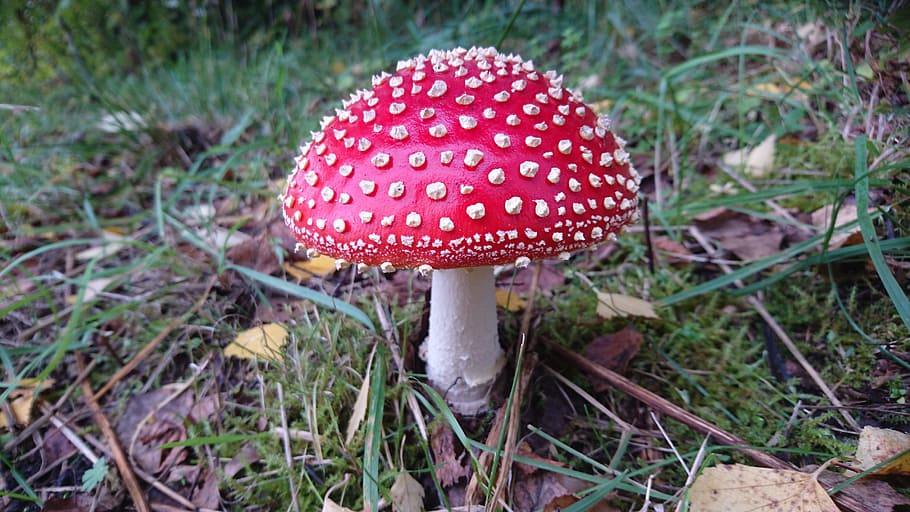 fly agaric, mushroom, red toadstool, nature, sweden, fungus HD wallpaper