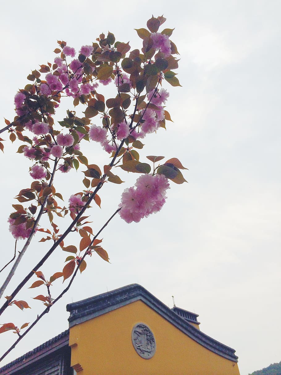 Flower, Temple, Buddhism, Cherry, flowering, pink color, low angle view HD wallpaper