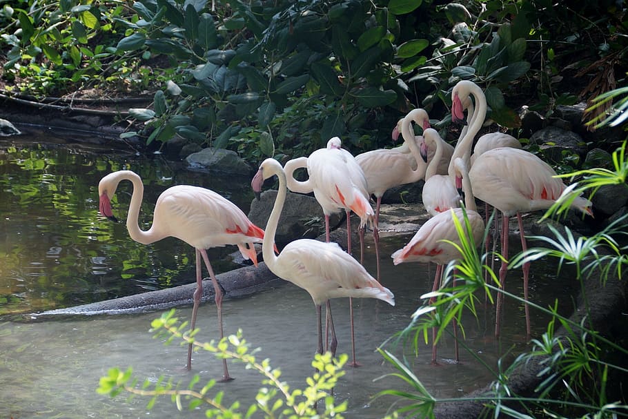 flamingo, water bird, feather, beak, birds, pink, flamingos HD wallpaper