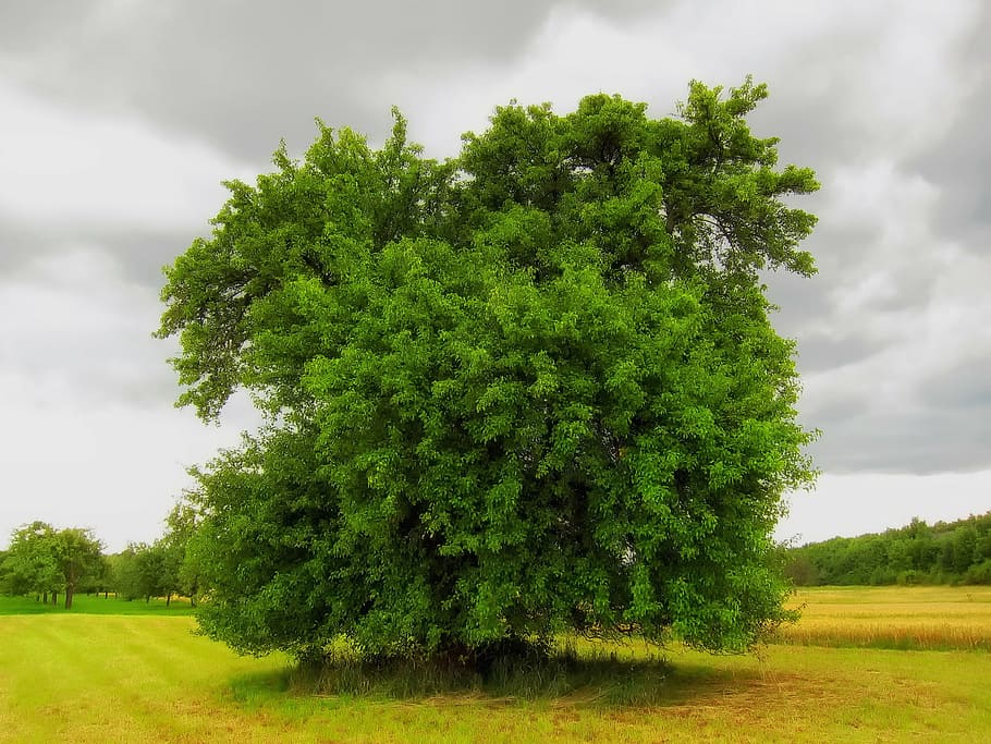 germany, tree, nature, outside, field, meadow, sky, clouds HD wallpaper