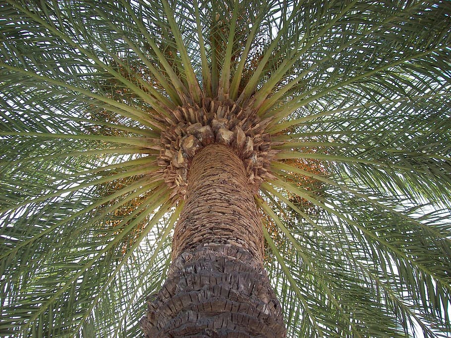 low angle photography of green leafed tree, palm, sun, holiday HD wallpaper