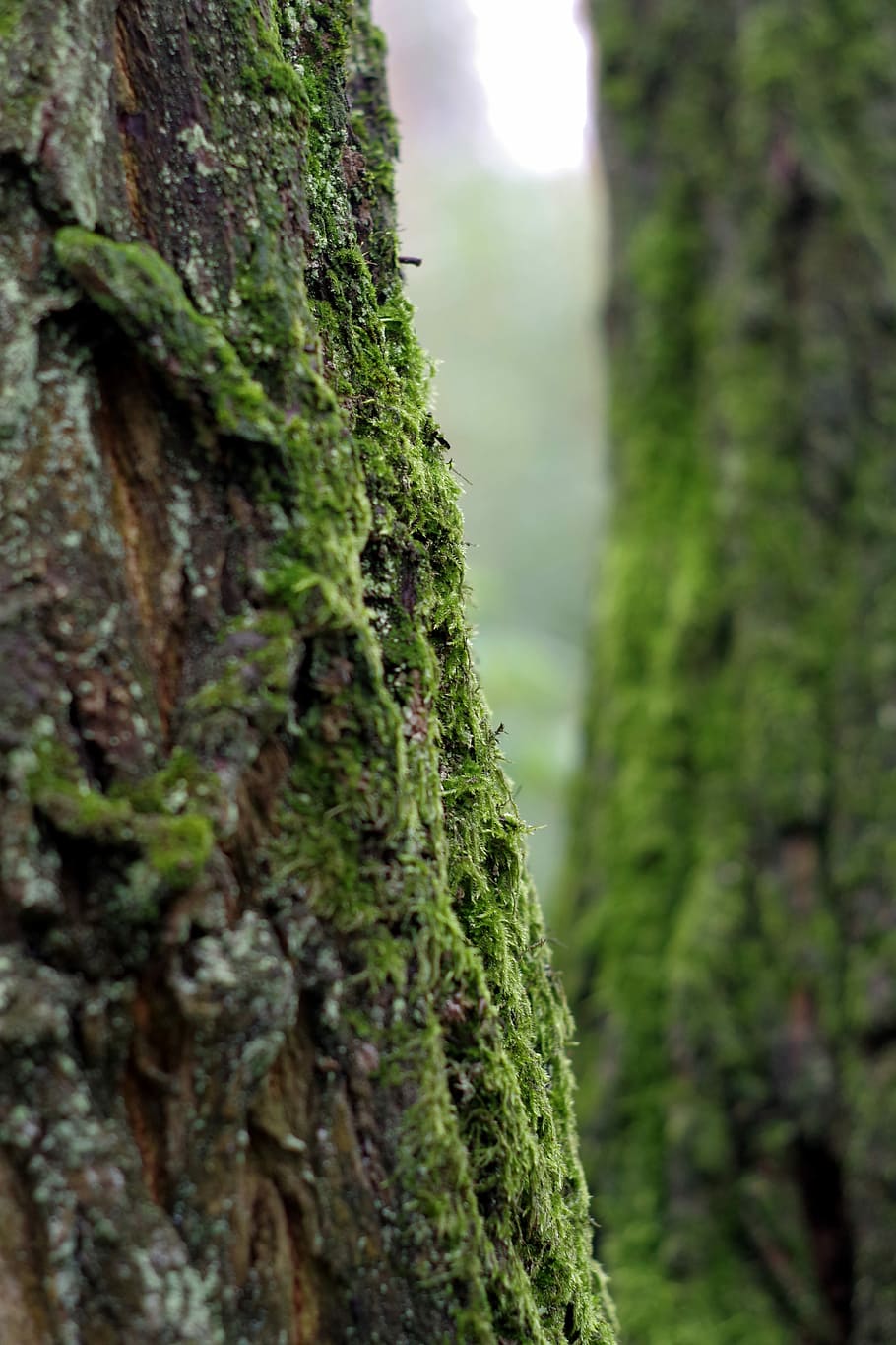 Moss, Lichens, Tree, Old, green, the bark, próchniejący stock HD wallpaper