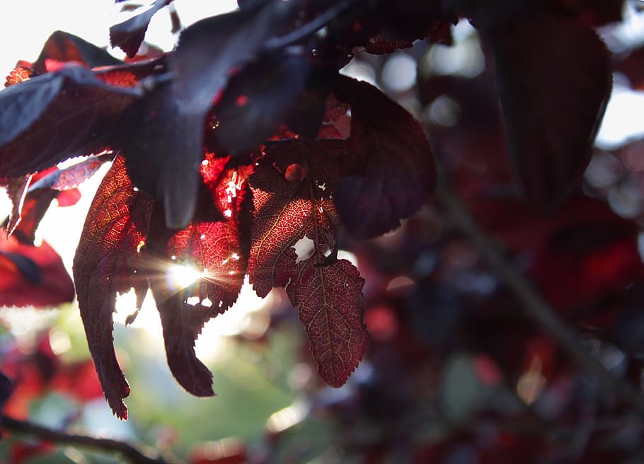 tree, sunset, red leaves, fall, plant, no people, close-up HD wallpaper