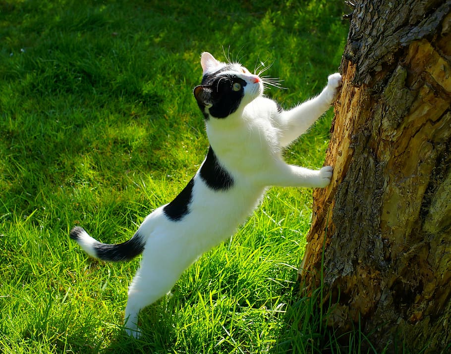 short-fur white and black cat on grass near tree trunk, garden, HD wallpaper