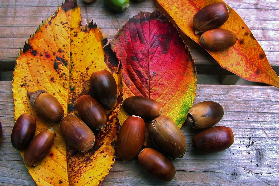 Closeup shot of Autumn leaves and acorns, nature, fall, natural, HD wallpaper