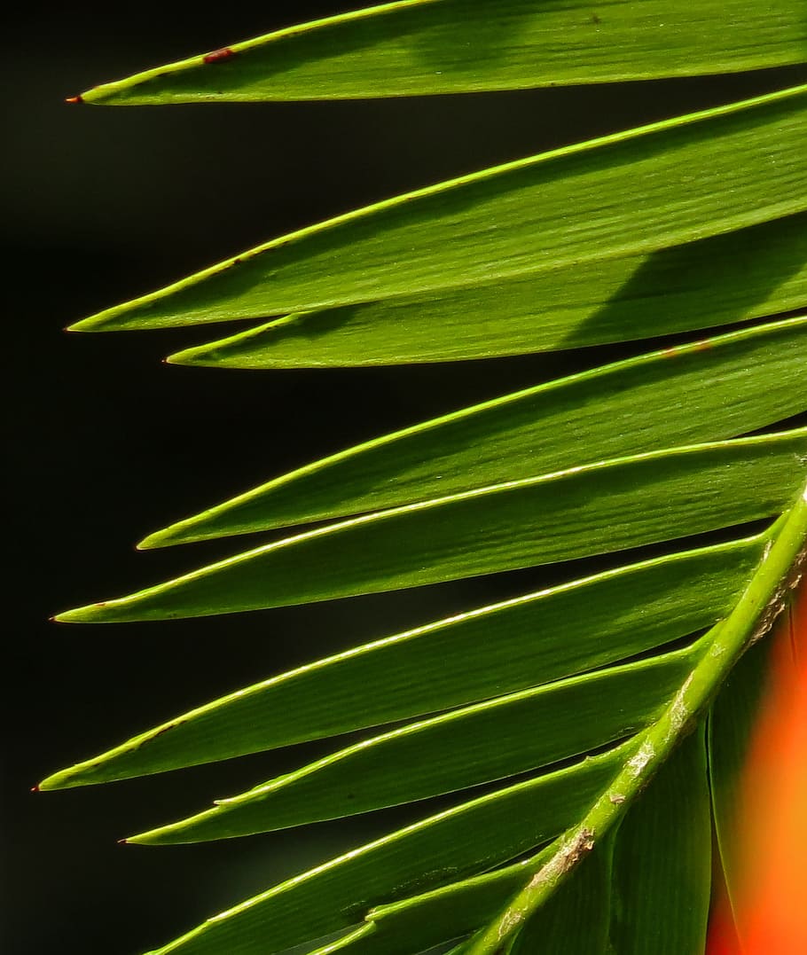 palm, leaf, texture, background, structure, green, green color HD wallpaper