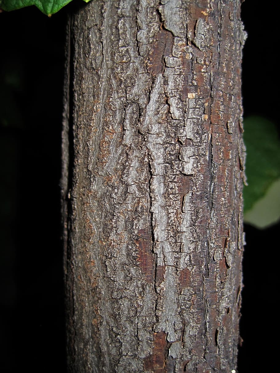tree, trunk, bark, textured, wood, natural, environment, nature HD wallpaper