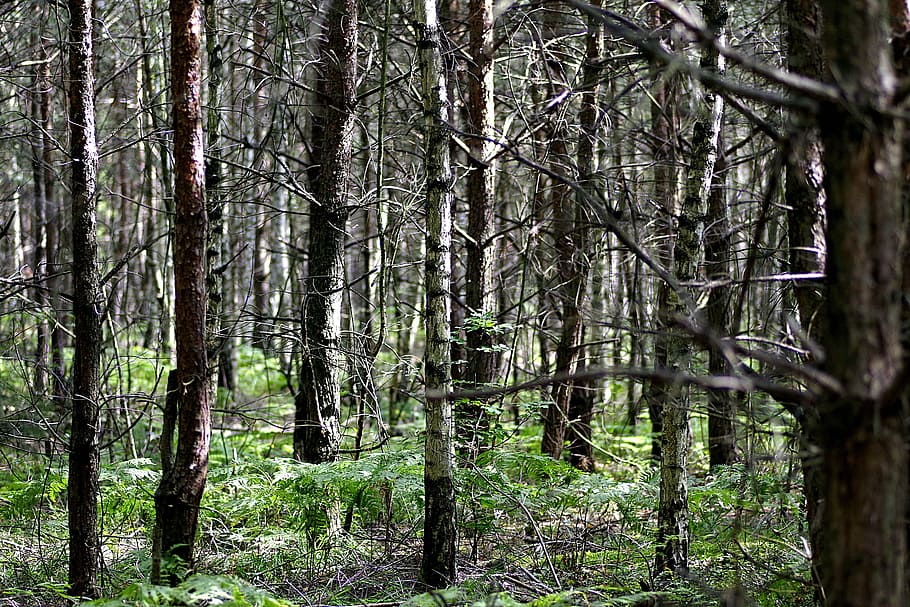 forest, tree, birch, then, densely, scrubs, the european, view