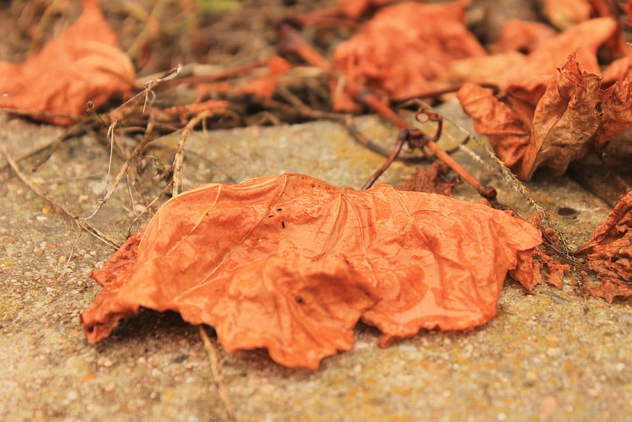 inherit, orange, leaves, autumn, leaf, plant part, orange color HD wallpaper