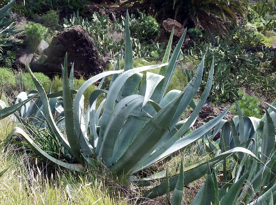 agave, cactus, succulent, plant, growth, land, green color HD wallpaper