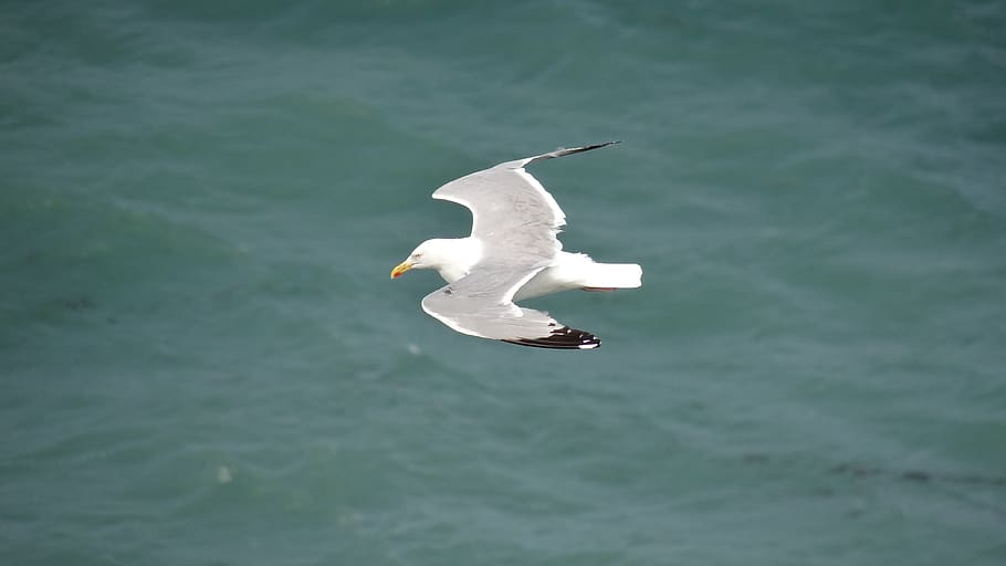 dom, fly, ave, flying, seagull, animal themes, animals in the wild HD wallpaper