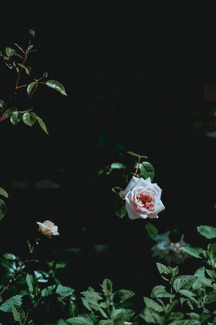 white flower, beige flowers, Pink rose, dark, rose - Flower, nature HD wallpaper