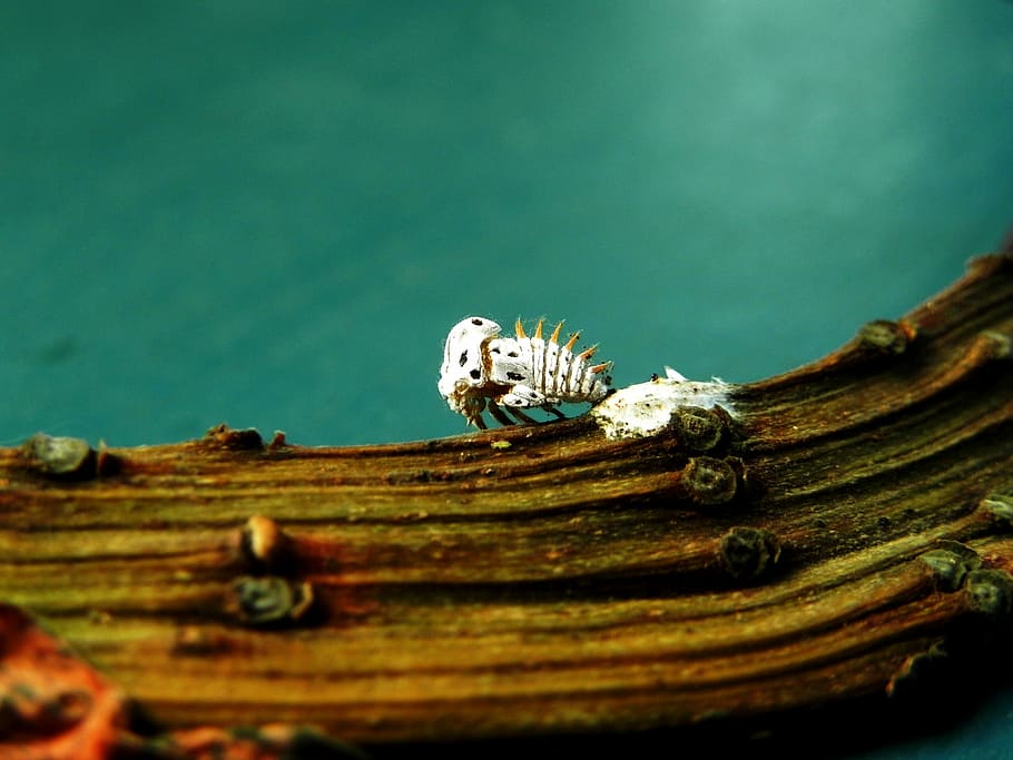 closeup photo of white insect, white insect on tree branch, nature HD wallpaper