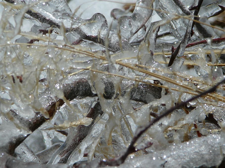 Ice, Frozen, Cold, Winter, Freeze, Frost, zing, icy, seafood HD wallpaper