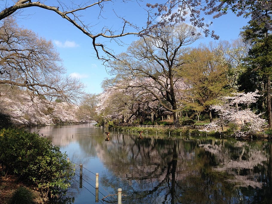 cherry, flowers, spring, pond, tree, water, plant, reflection HD wallpaper