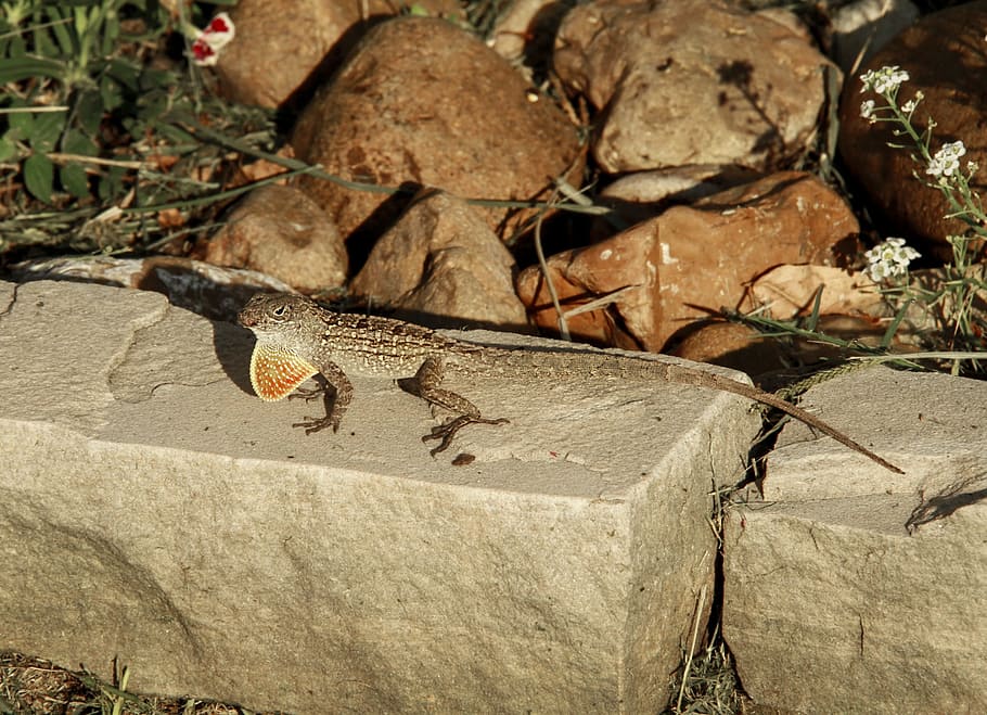 Lizard, Reptile, Small, Gecko, Colorful, animal themes, animal wildlife HD wallpaper