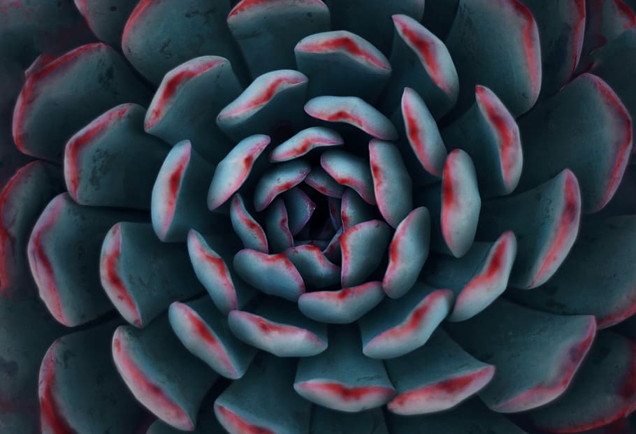 teal and red succulent plant, succulent plant, leaf, texture HD wallpaper