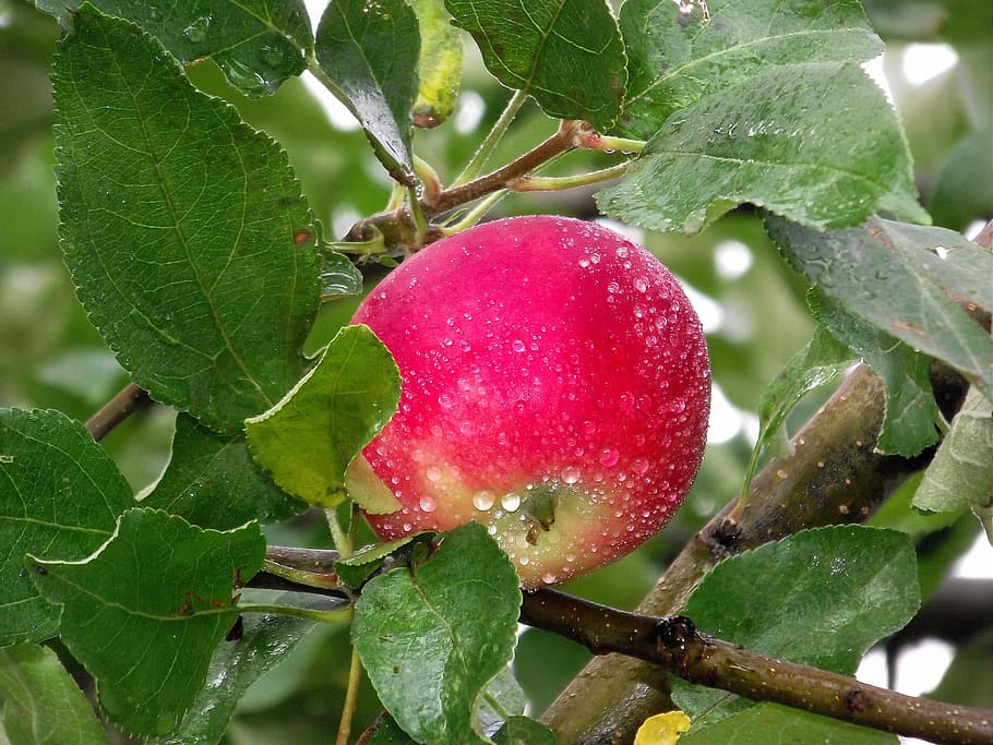 nature, red apple, fruit, growth, food, leaf, plant, close-up HD wallpaper