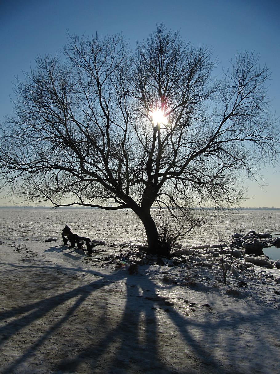 winter, tree, sun, elbe, hamburg, bare tree, sky, land, sunlight HD wallpaper