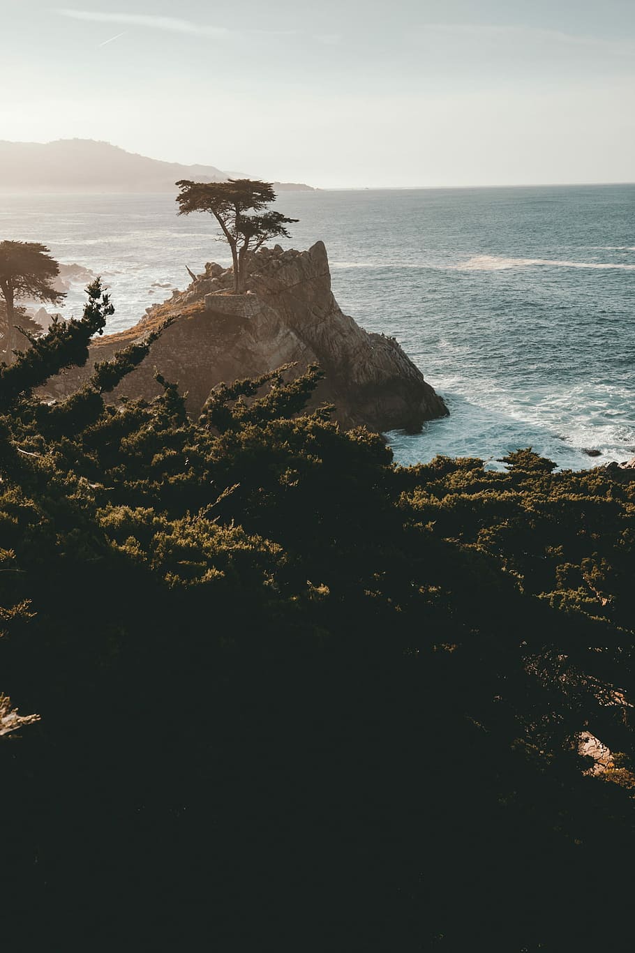 tree on cliff beside sea, cliff near tall green trees at daytime HD wallpaper