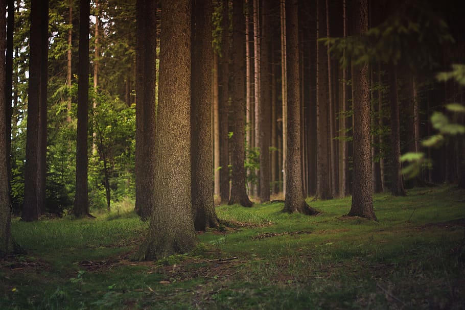 brown trees during daytime, stand of trees during daytime, forest HD wallpaper