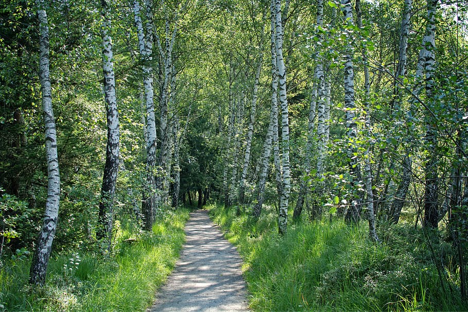 away, forest, trees, nature, walk, hiking, holiday, recovery HD wallpaper