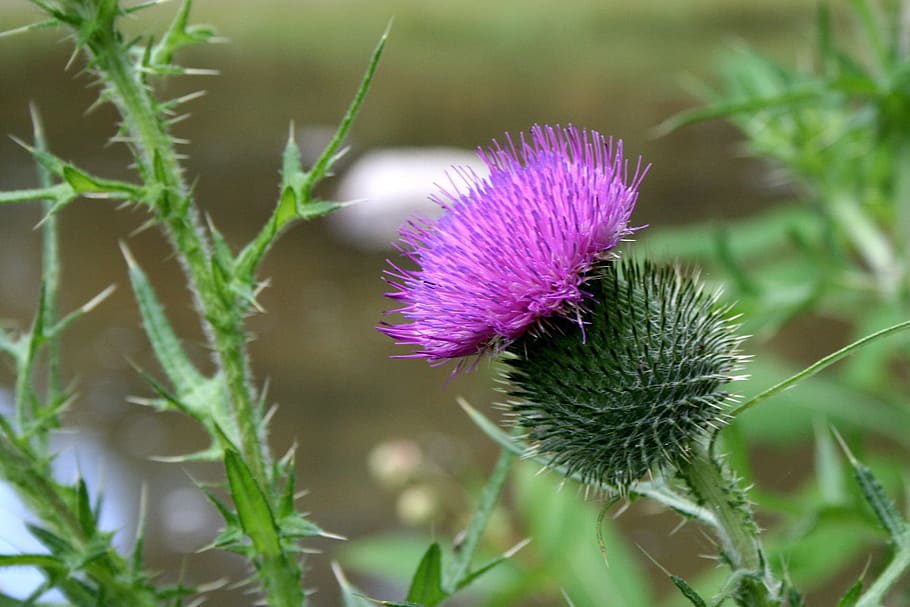 selective focus photography of purple petaled flower, Thistle, HD wallpaper