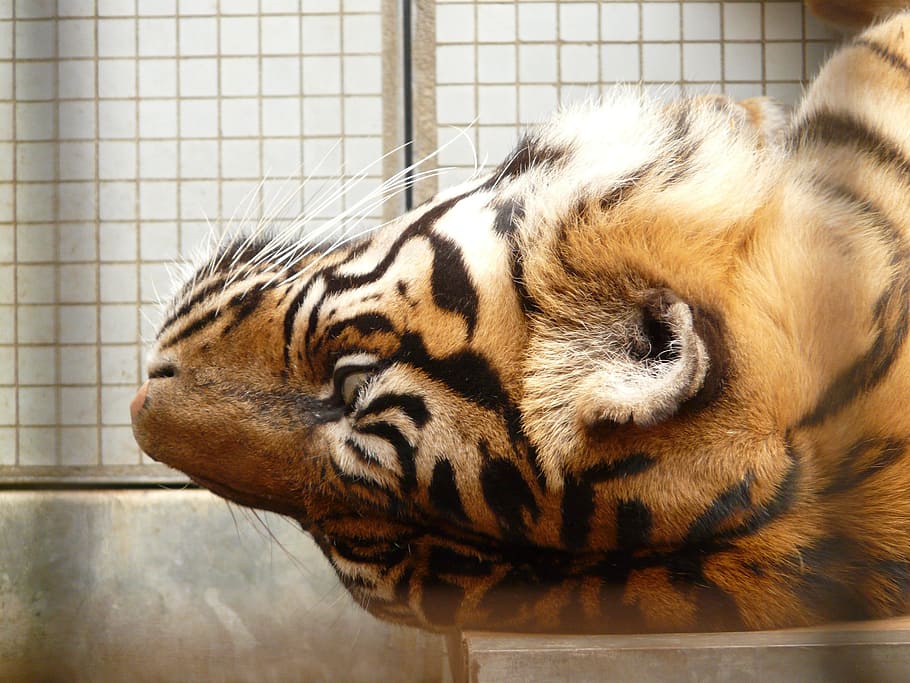 selective focus photography of orange tiger, sumatran tiger HD wallpaper