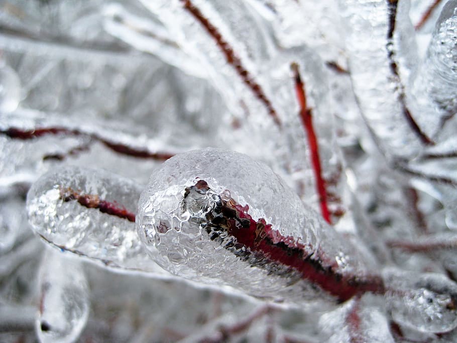 ice, trees, winter, snow, cold, zing, sleet, plants, damage HD wallpaper