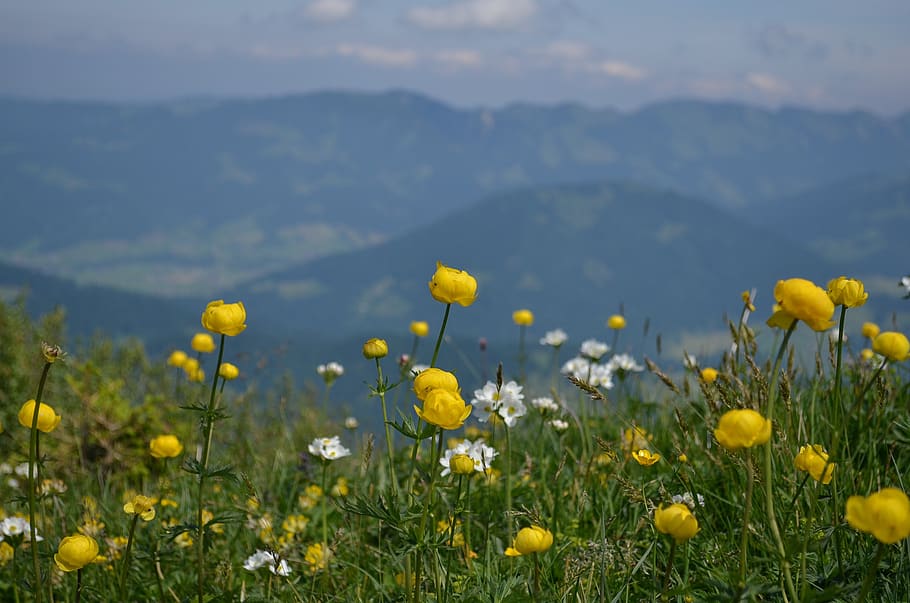 field, meadows, nature, summer, flower, flowering plant, beauty in nature HD wallpaper