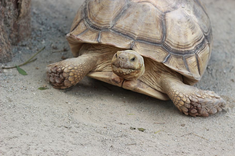 turtle, animals, zoo, reptile, animal themes, animal wildlife HD wallpaper