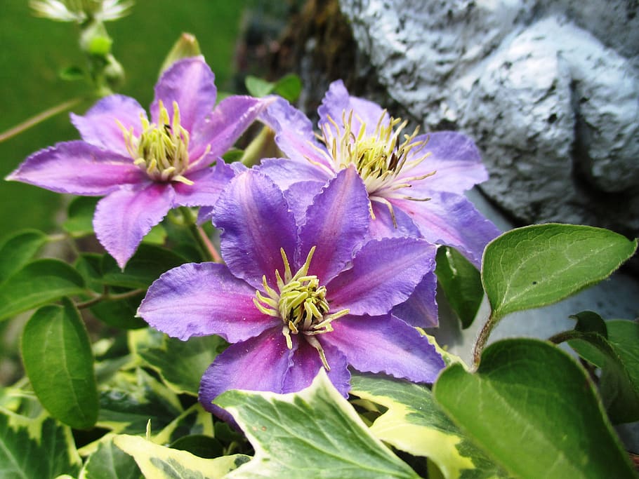Clematis, Light, Purple, Climber, light purple, beautiful, flower HD wallpaper