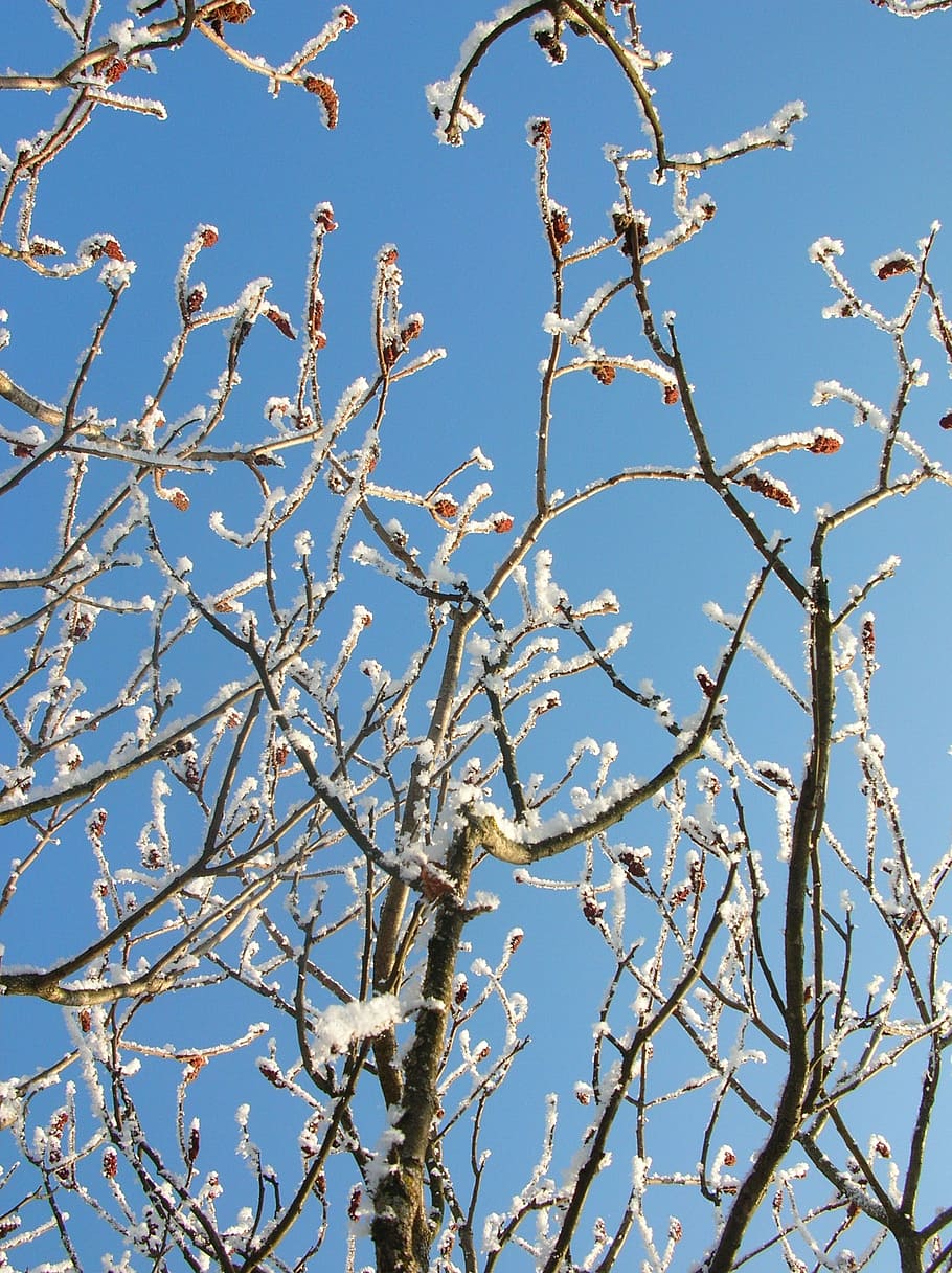 nature, winter, tree, hoarfrost, branch, blue, sky, outdoors HD wallpaper