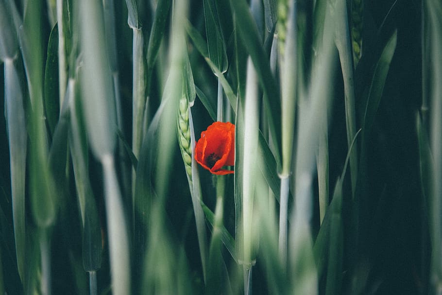 Beauty is only noise, closeup photography of red poppy flower and green grasses HD wallpaper