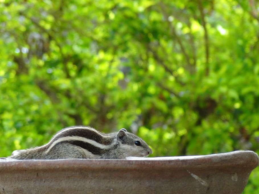 squirrel, outdoors, close-up, rodent, animal, cute, animal themes HD wallpaper