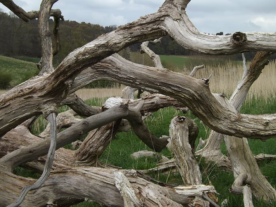 tangled, branches, log, wood, dry, tree, dead, nature, plant HD wallpaper