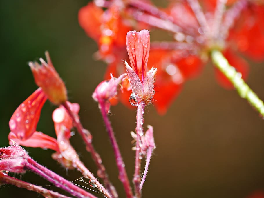 red, flower, rain, drops, macro, geranium, nature, plant, close-up HD wallpaper