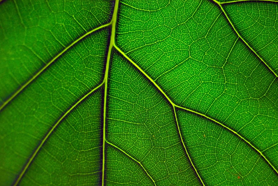 leaf, green, macro, green leaf, nature, plant, natural, botany HD wallpaper