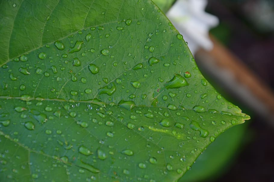 green leaf, rain, wet, drip, drop of water, raindrop, nature HD wallpaper